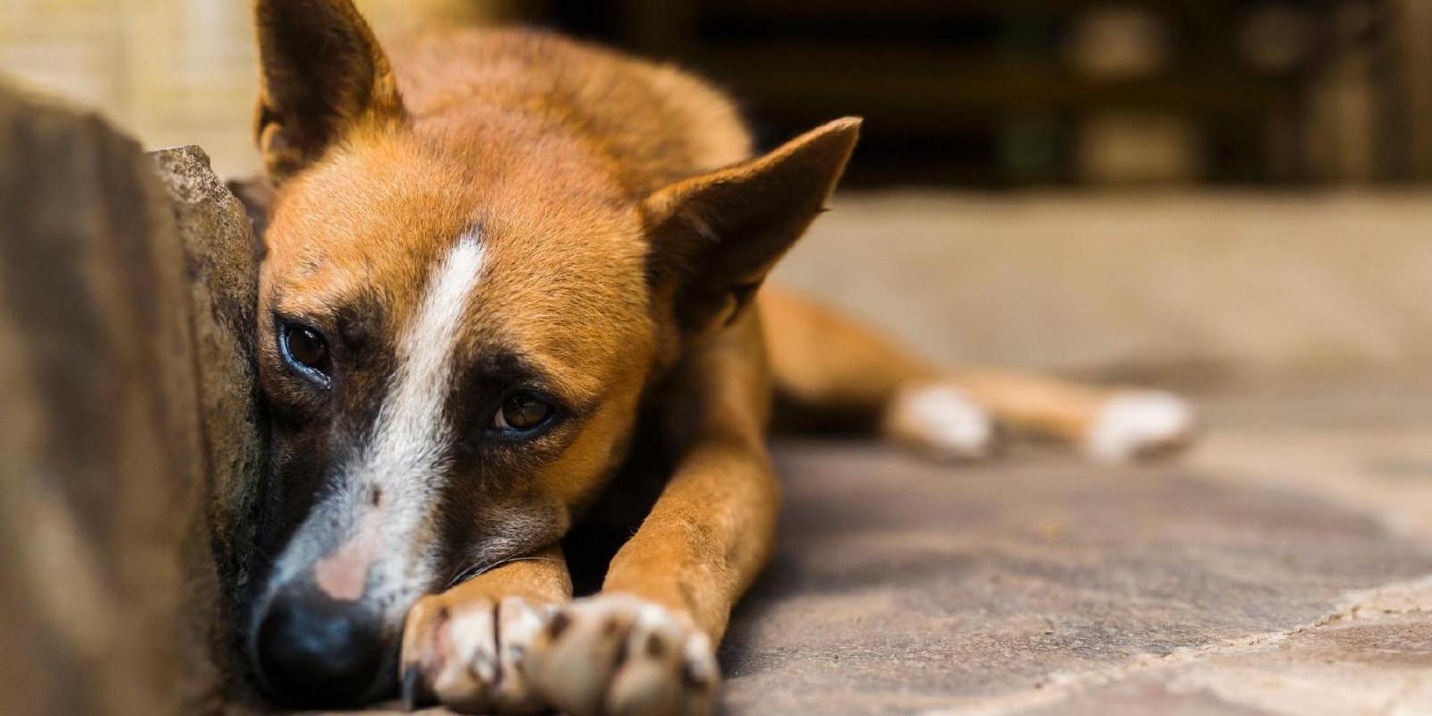 A 'Epidemia De Abandono' Dos Animais De Estimação Na Crise Do Coronavírus