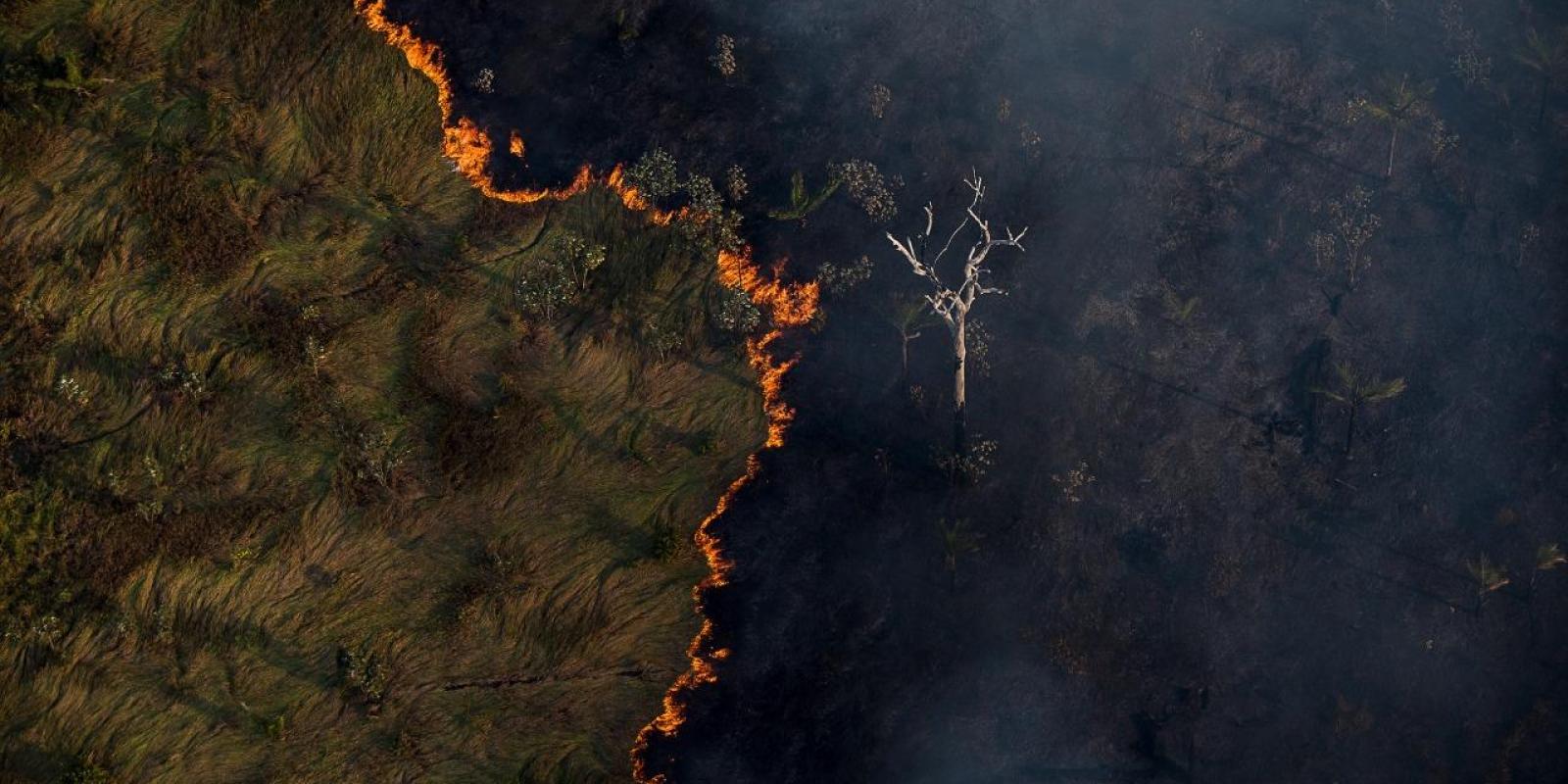 'A Grande Mentira Verde': Como A Destruição Da Amazônia Vai Além Do Desmatamento