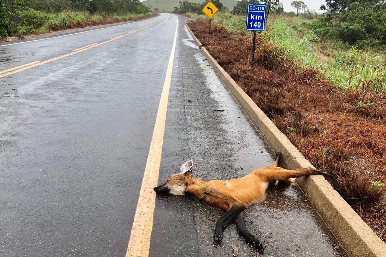 Ameaça Contra Os Animais