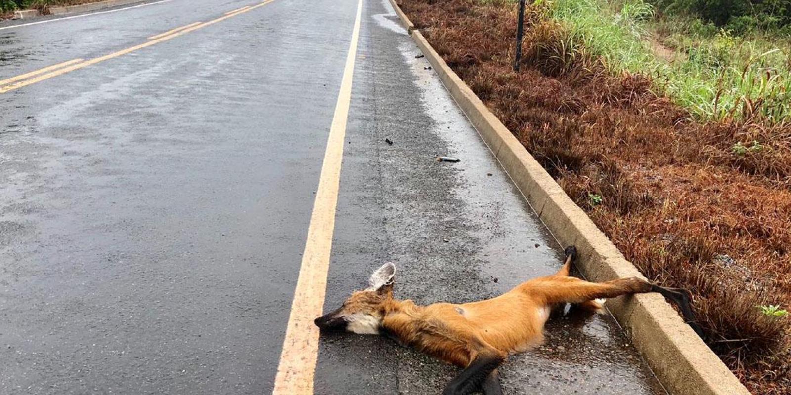 Ameaça Contra Os Animais