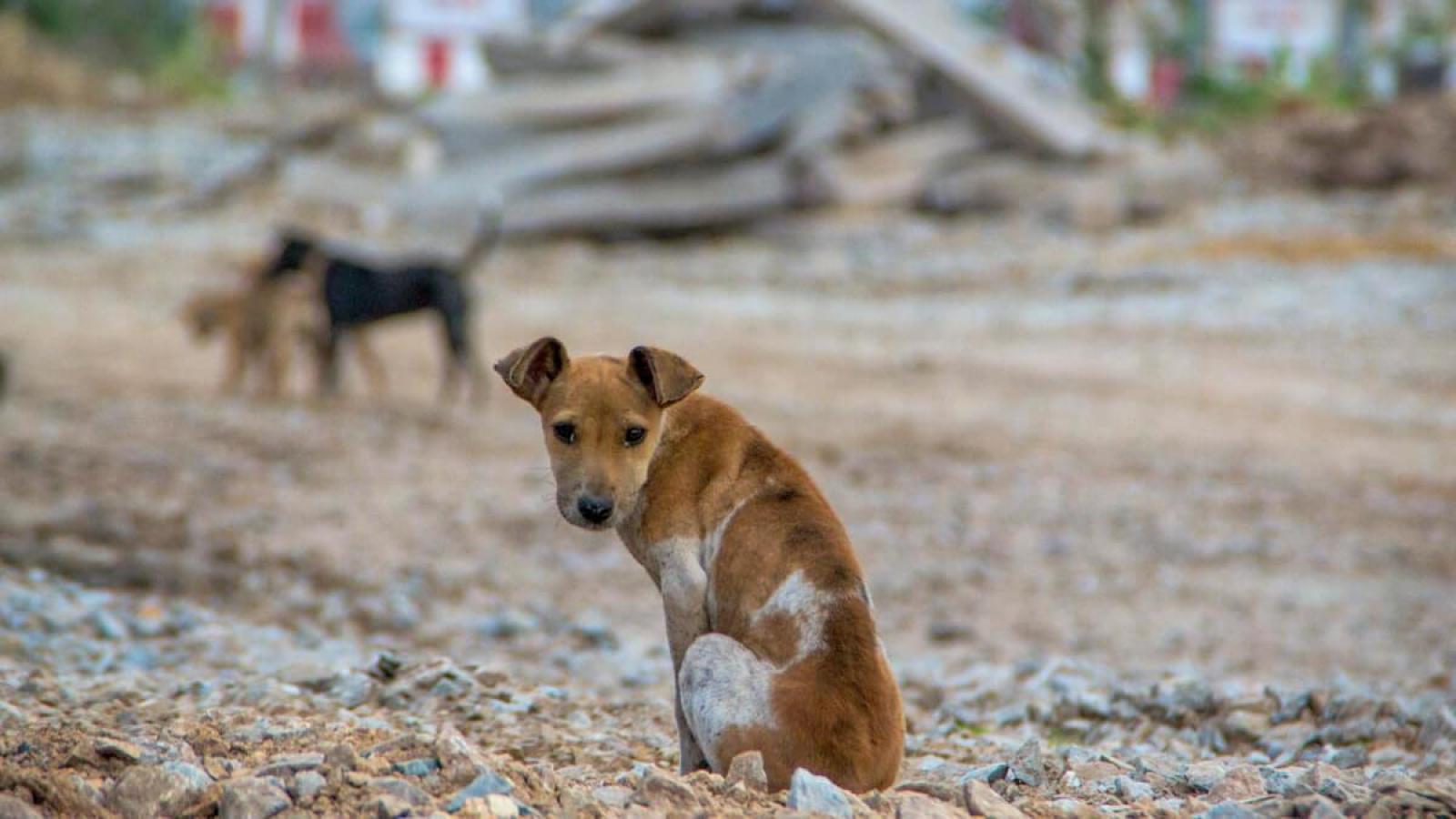 Conheça campanhas sobre a adoção de animais