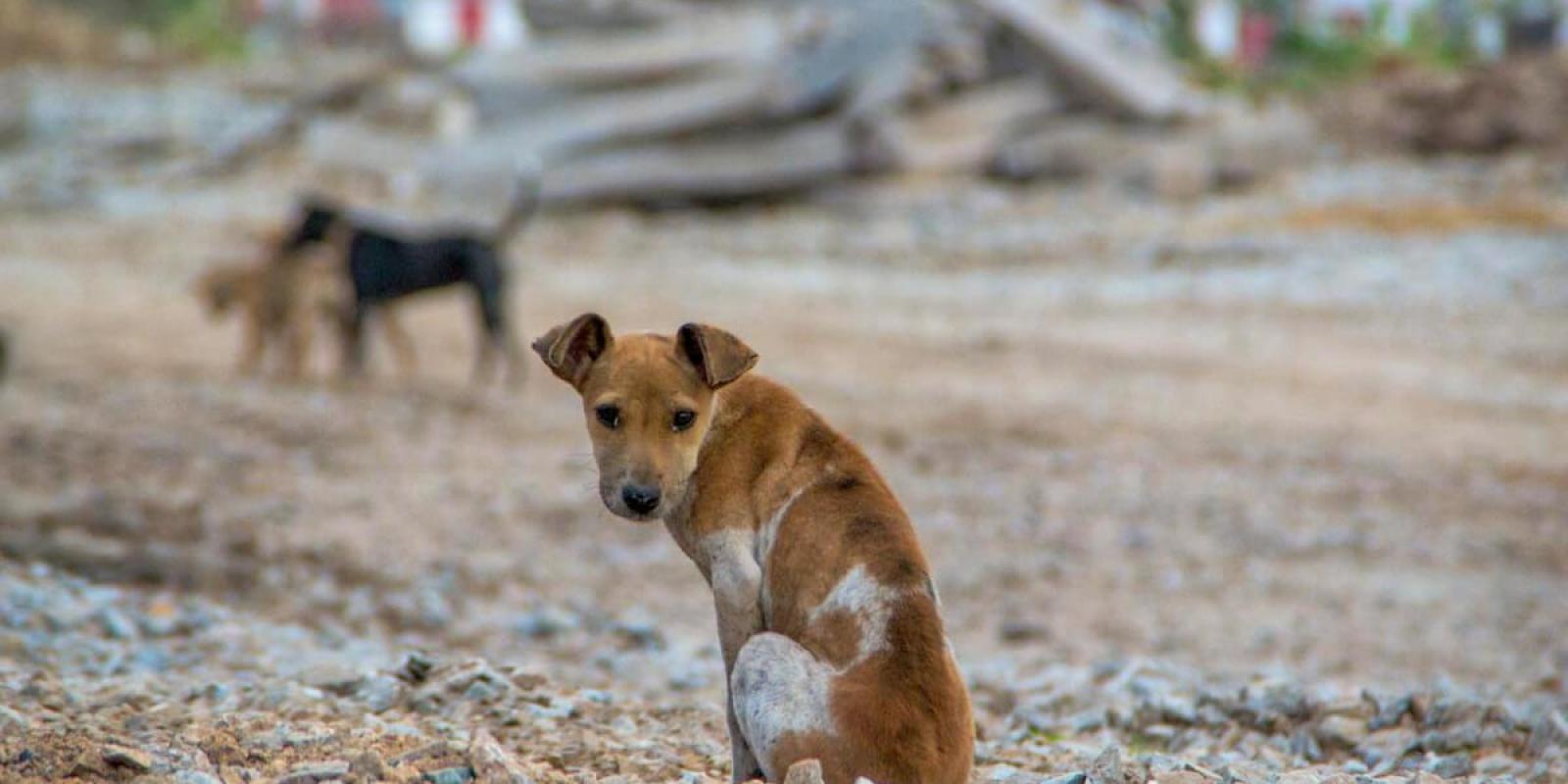 Conheça campanhas sobre a adoção de animais