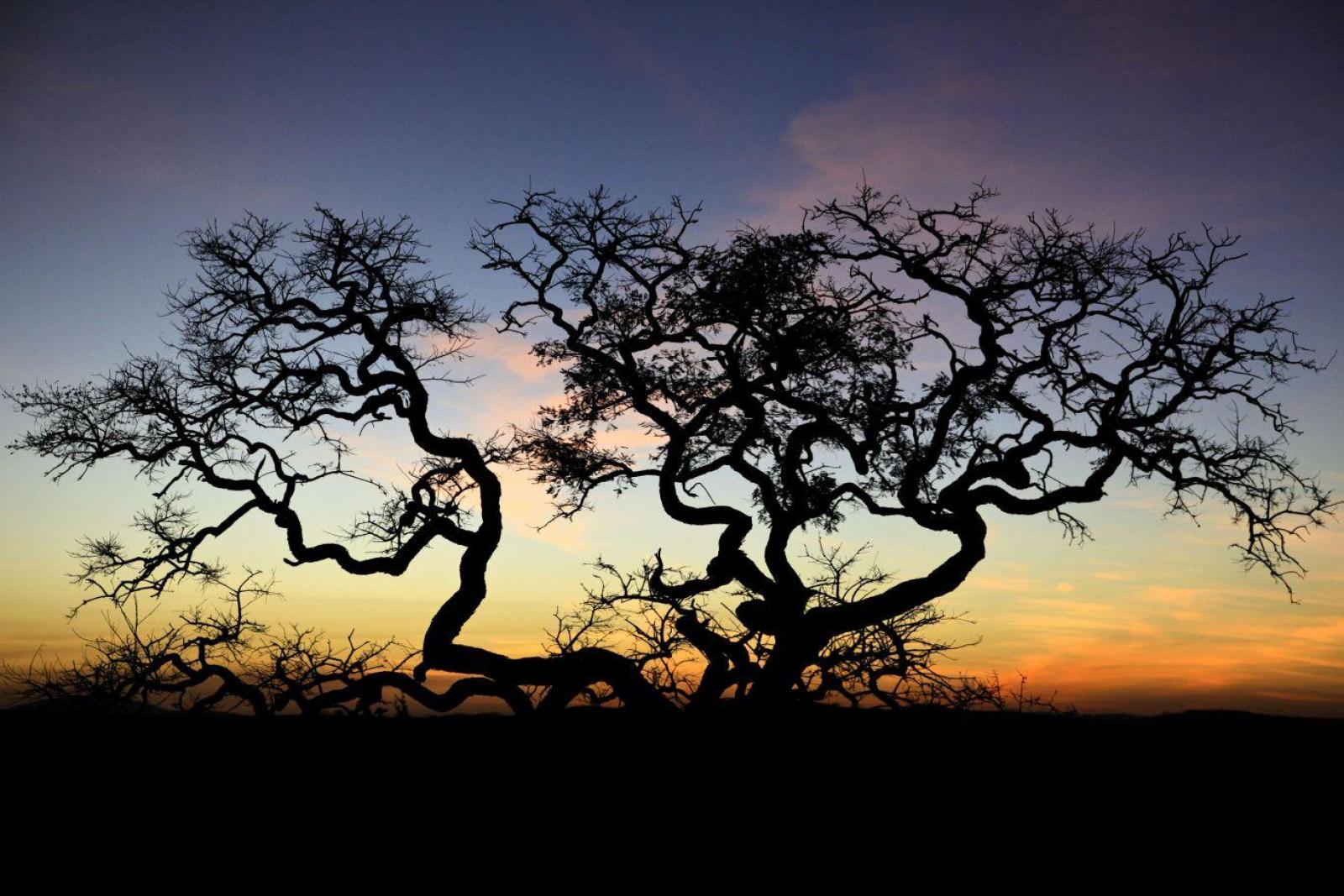  Crise hídrica e o desmatamento no Cerrado.