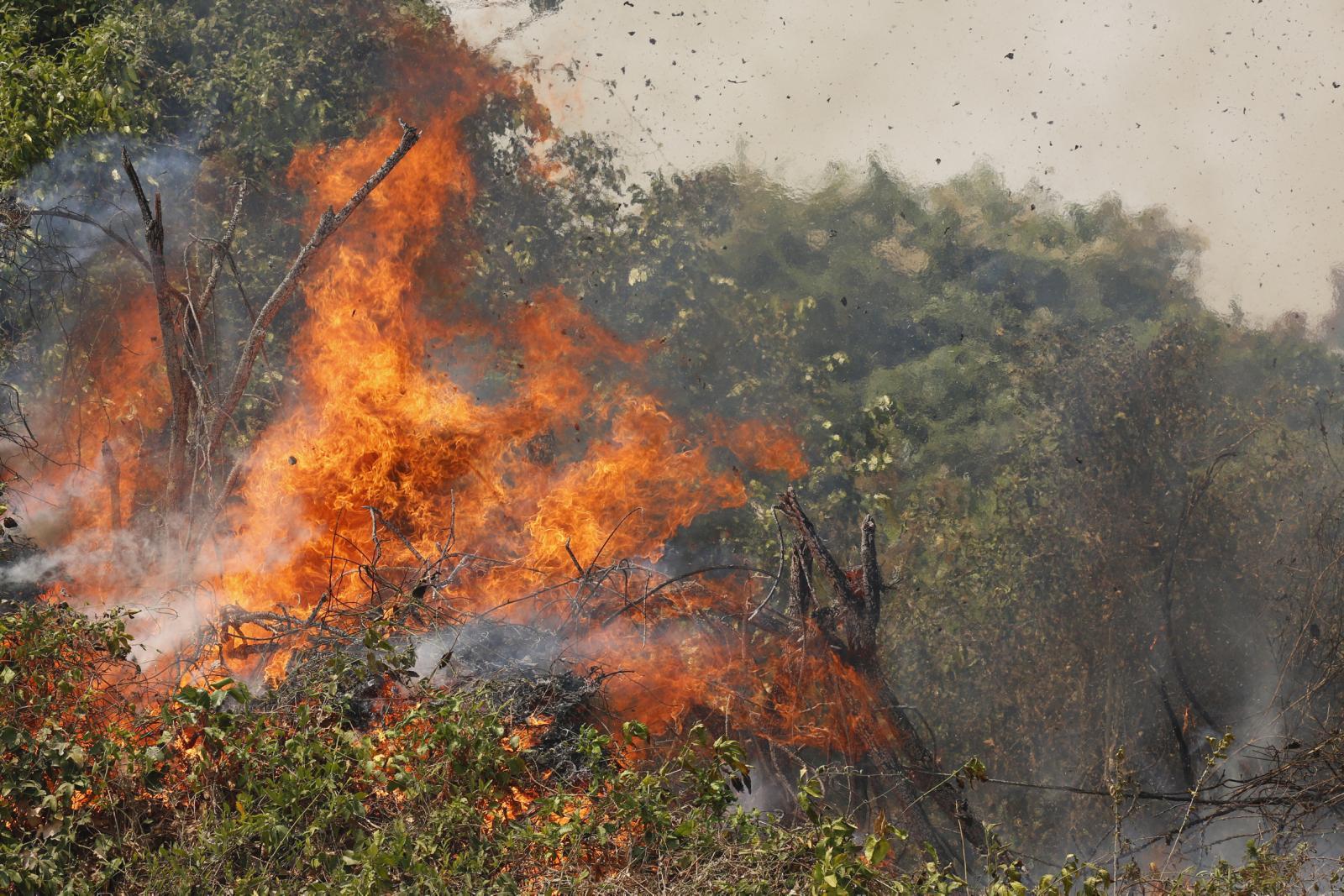 Documentário "Jaguaretê-Avá- Pantanal em Chamas"