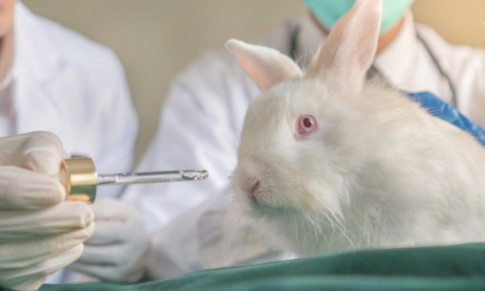 Em Busca Do Fim Do Uso De Animais Em Testes Cosméticos