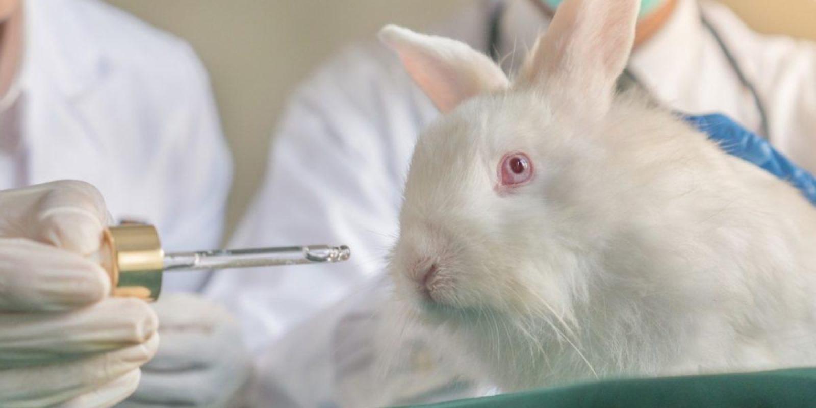 Em Busca Do Fim Do Uso De Animais Em Testes Cosméticos