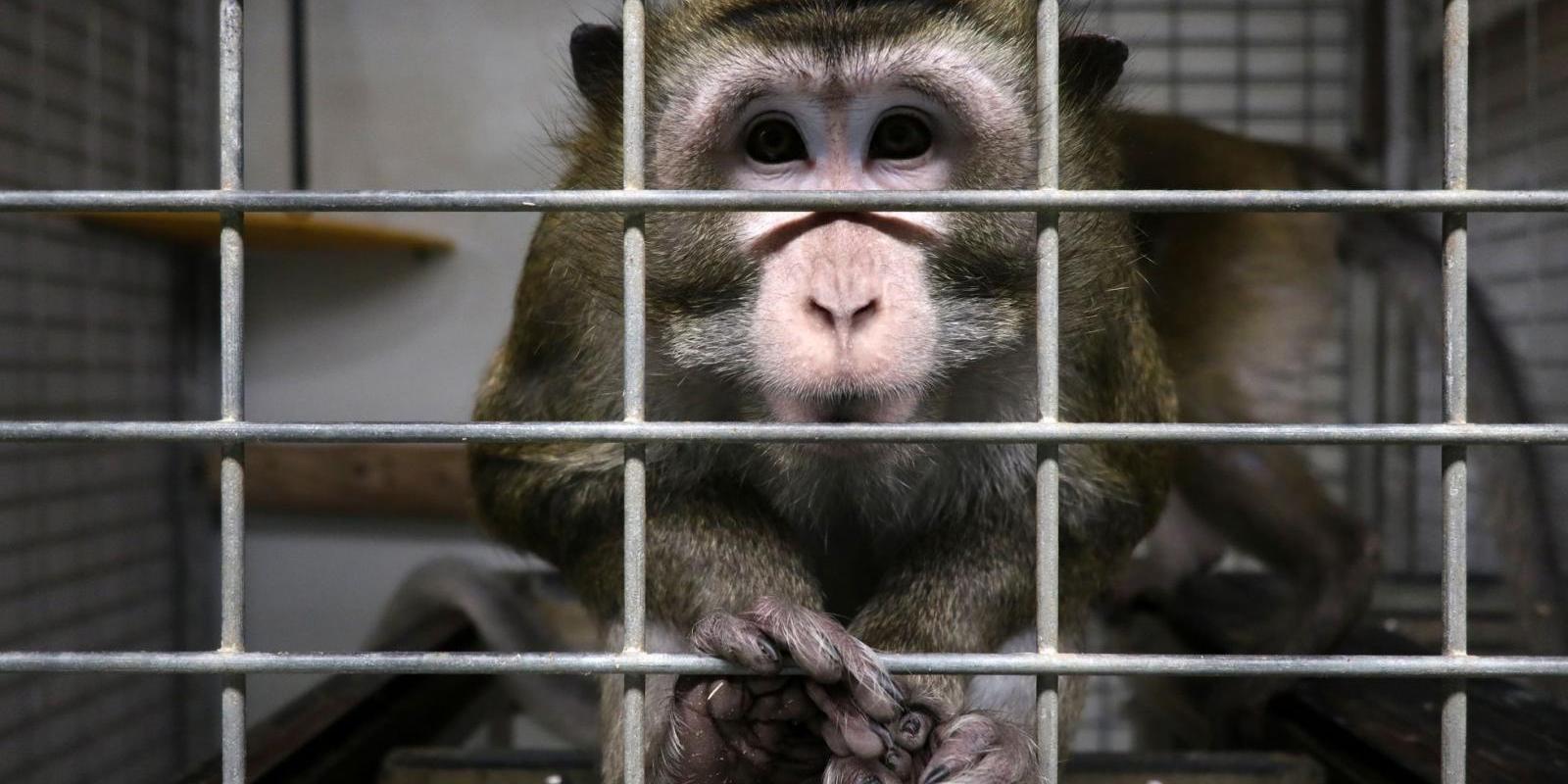 Estamos preocupados com os animais de laboratório?