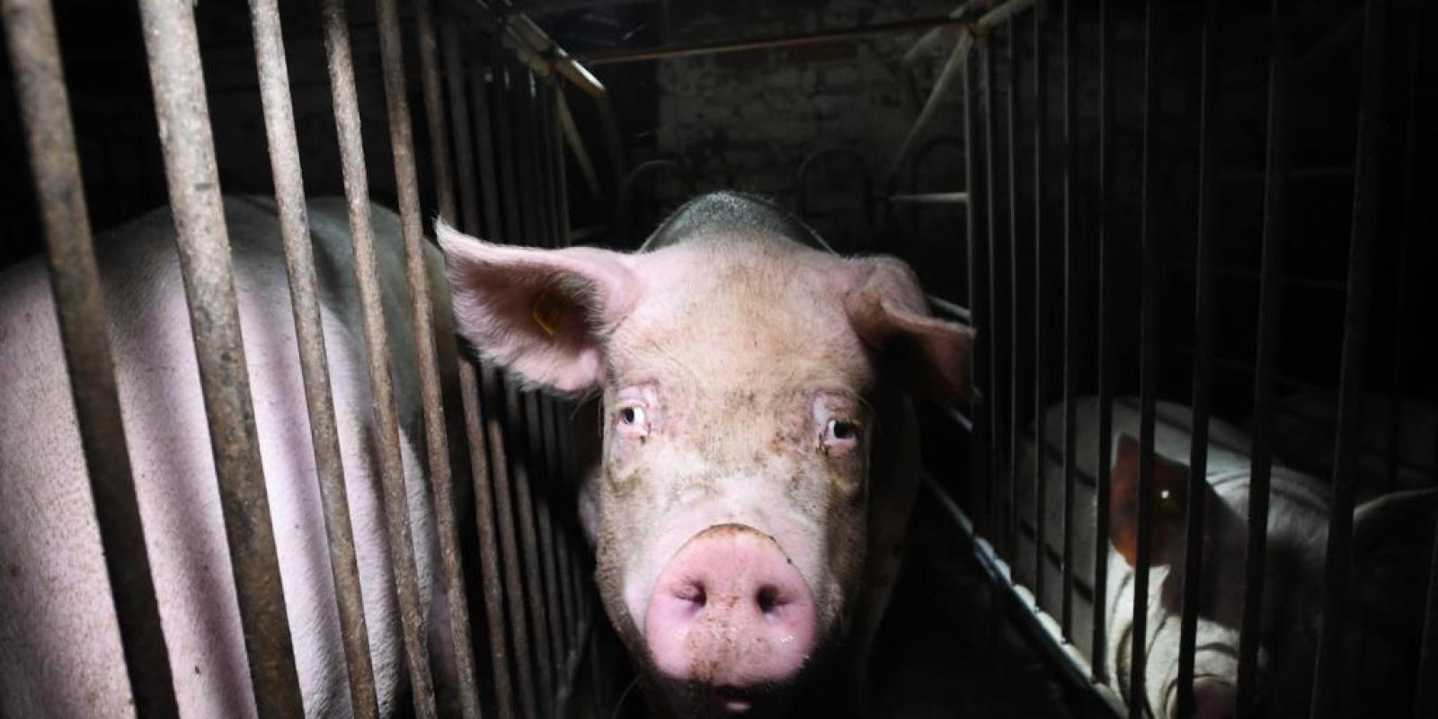 Libertar os animais, reumanizar a vida