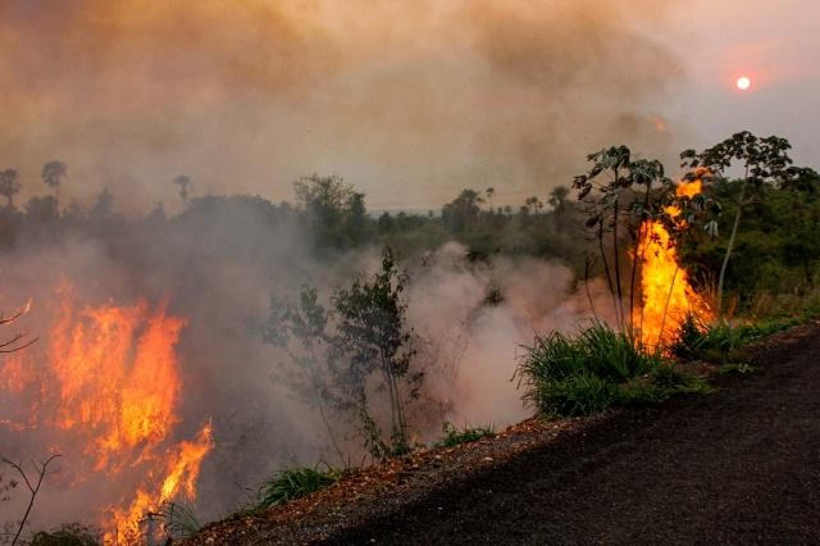 Por Que Pantanal Vive 