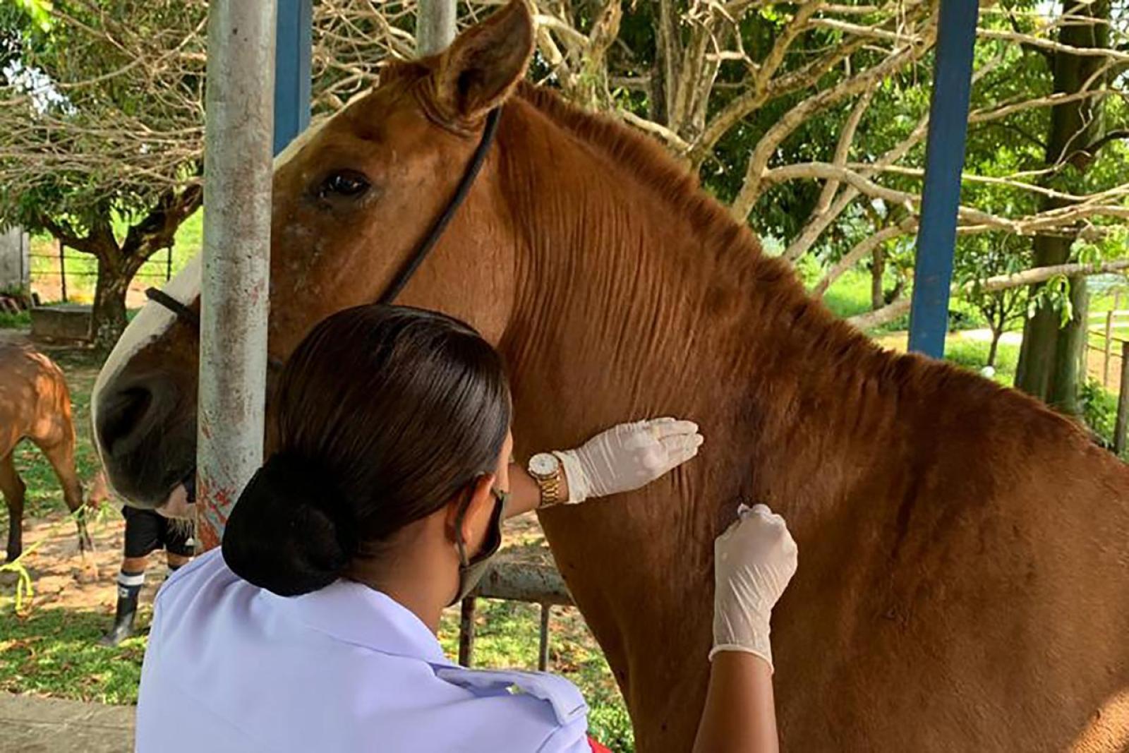 Proteção Aos Animais