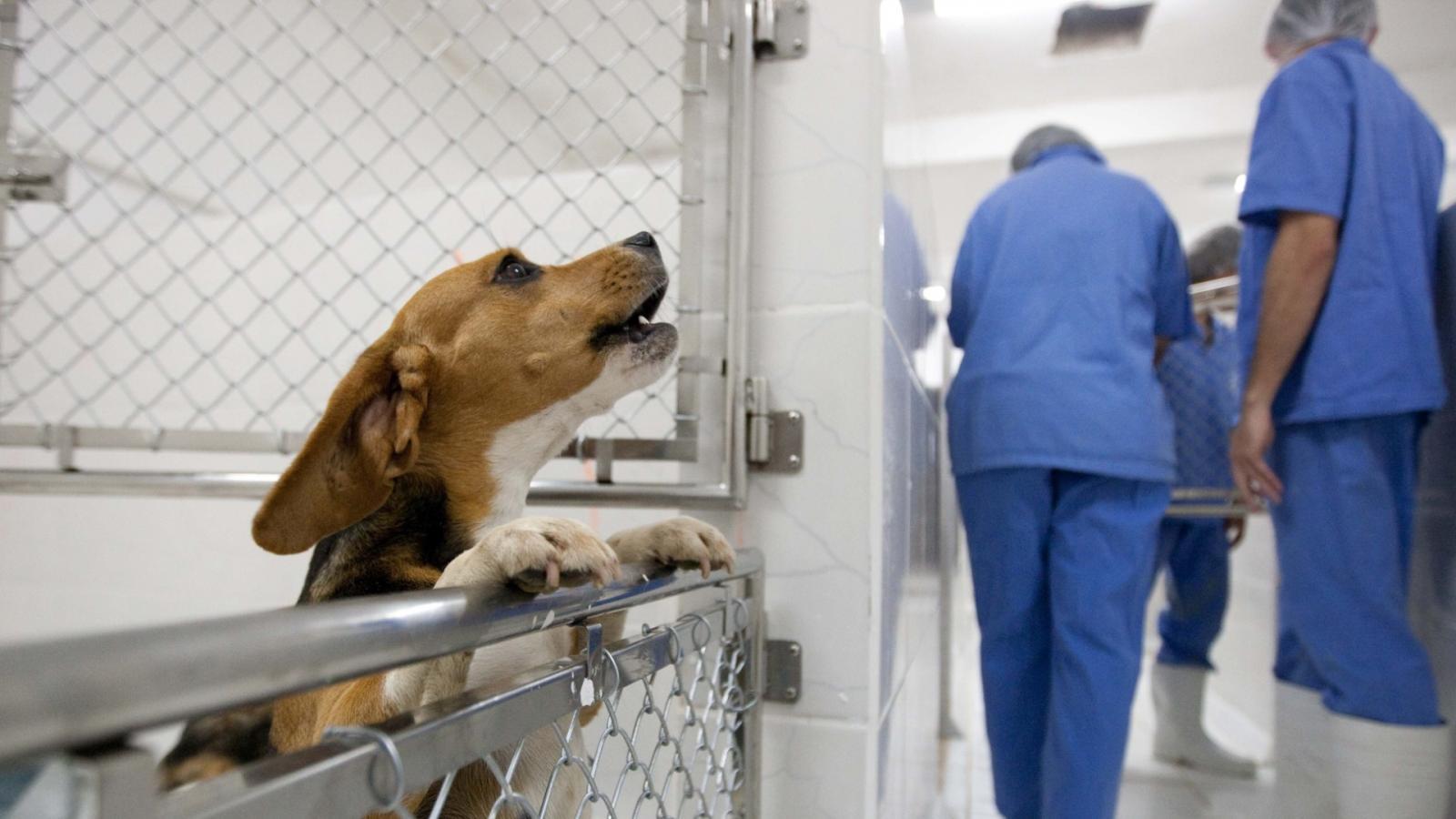 Uso De Animais Em Pesquisas Científicas