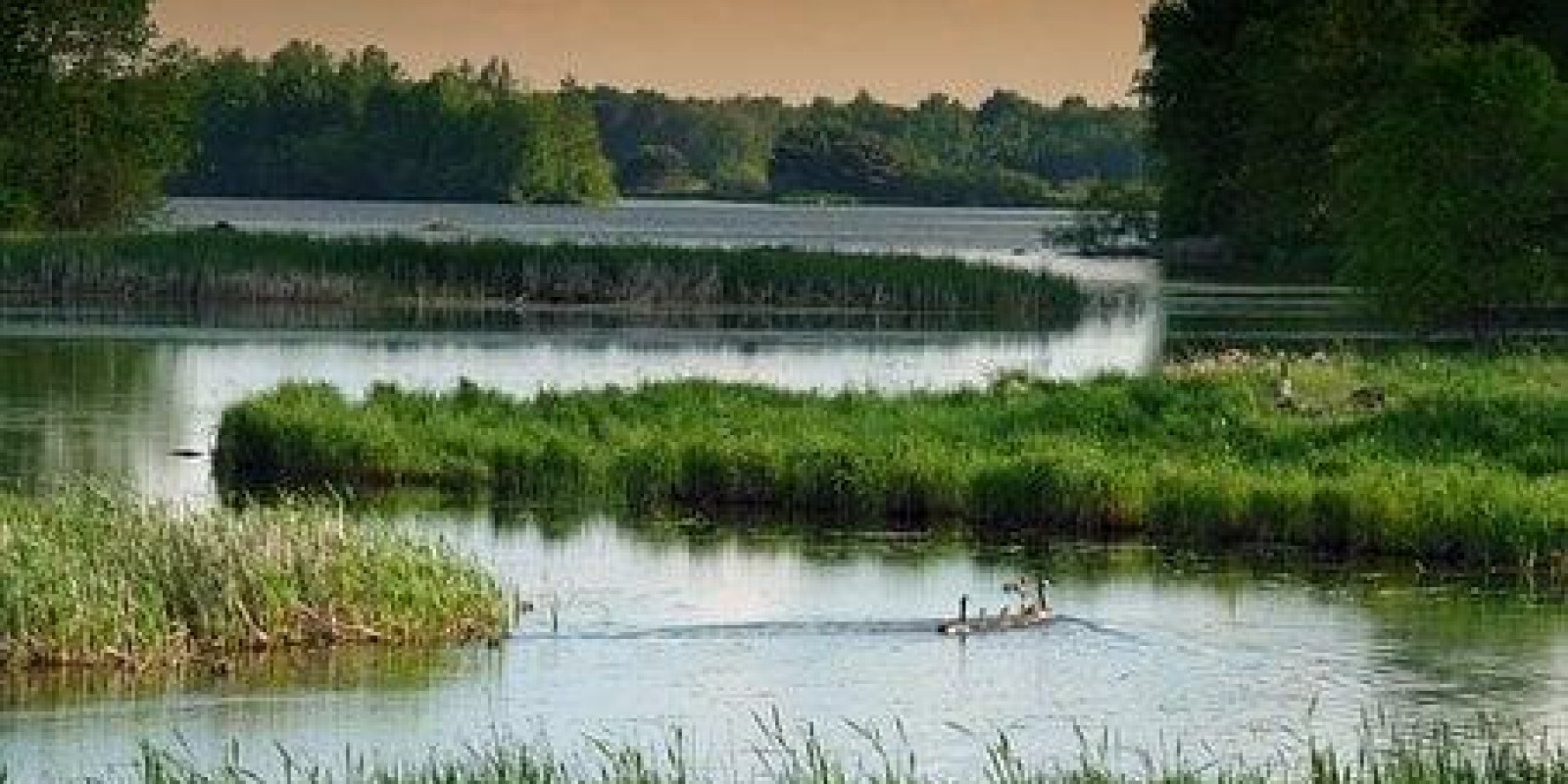 Especial Pantanal